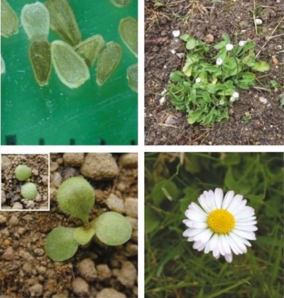 Daisy at four growth stages